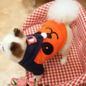 (패리스독) 팬더니트후드티(오렌지)L