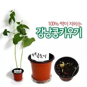 EK 20개) 강낭콩기르기 1인용-받침포함