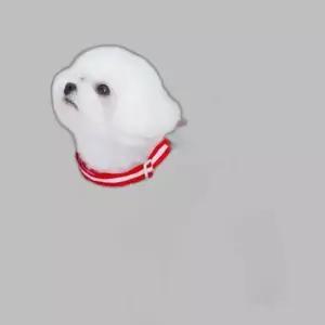 과일 강아지 홀터넥 중성화복