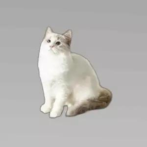 고강도 고양이 장난감 고양이 스크래쳐 소파보호용품