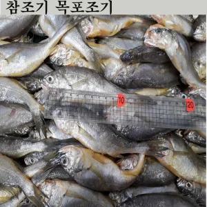 참조기 100마리 바라조기 목포조기 4kg 