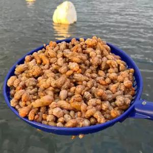 싱싱햇 통영 생물 횟감 오만둥이 오만동이 1kg