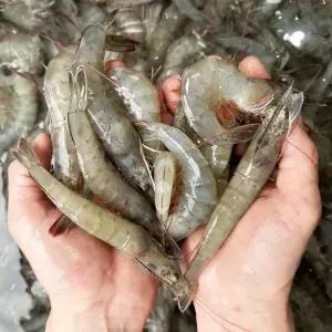 [푸드타켓]국내산 26년산 제철 흰다리새우 1kg 생물 왕새우 소금구이 찜 캠핑요리
