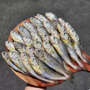 연안 생물 참조기 1kg 조기 생선 수산물 반찬