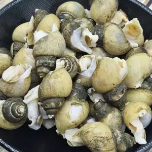 국내산 냉동 골뱅이 1kg