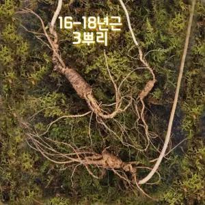 한국송이산삼 자연산 야생 산삼 진품감정서 지종삼 천종삼 16-18년근 3뿌리