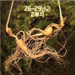 한국송이산삼 자연산 야생 산삼 진품감정서 지종삼 천종삼 26-29년근 2뿌리