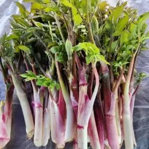봄나물 땅두릅 산나물 두릅 나물 1kg