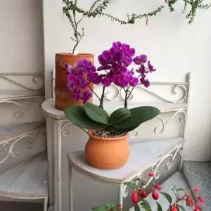 토분 14x11cm 미니 갈색 화분 황토 단지