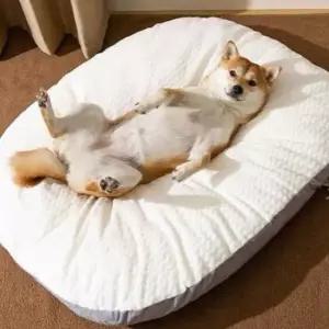 잔솔 강아지 개방석 애견 쿠션 담요 베개 침낭 고양이