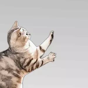 고양이 스크래치 패드 97x30 벽 DD-12824 스크래쳐