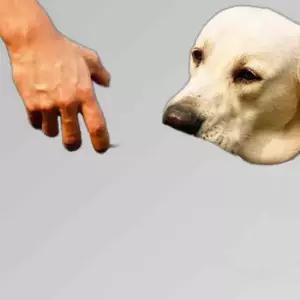 애완 강아지 나뭇잎 물병