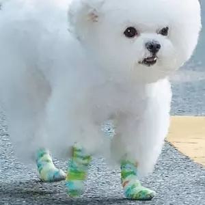 강아지 테이프 신발 4개 강아지신발 강아지발토시