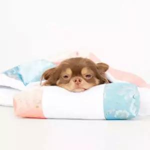 강아지 별당아씨 이불 세트 고양이 침낭 베개 강아지이불
