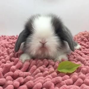 포드 익스플로러용 풀카커버 사계절 야외용 자외선 차단 비 눈 먼지 방지 옥스포드 천 액세서리