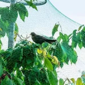 조류망 방조망 새 보호 참새 텃밭 농작물 비둘기