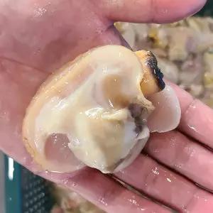 [롯데백화점]인정식탁 오늘의바다 자연산 대합 개조개살 300g내외 (손질전 1kg)