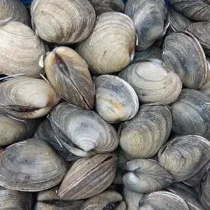 [롯데백화점]인정식탁 오늘의바다 개조개 (대합) 1kg