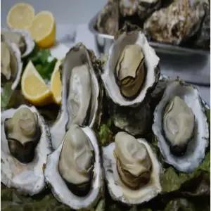 통영 자연산 바위굴 1kg 산지직송 제철 특대 석화