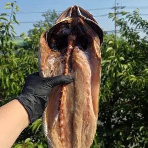군산 반건조 손질 대왕 민어 1미 원물 1kg 3kg