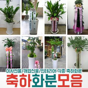 공기정화식물 개업 축하화분 화분배달 전국꽃배달