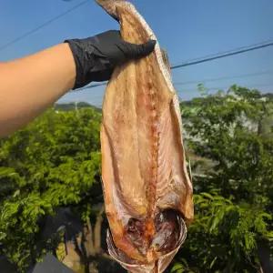 국내산 초특대 반건조 민어 1미 (50cm 내외)