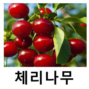 체리나무 묘목 써미트 왜성콜트대목 접목1년