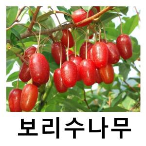 보리수나무 묘목 왕보리수 삽목2년 특묘 3주묶음