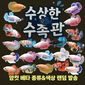 [수상한수족관] [하프문베타 ] 베타암컷 랜덤 세트 / 10마리세트 /색상,종류 랜덤발송 
