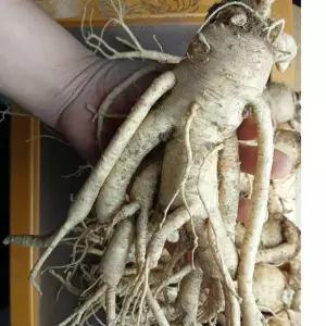 금산인삼 6년근 1kg 4 6뿌리 인삼선물세트 큰인삼 선물세트 명절 추석 부모님 시댁 한가위