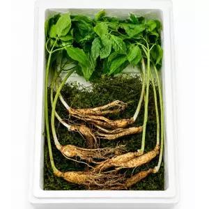 천연산양삼 청정지리산 5 6년근 천연 산양삼 10뿌리 15뿌리 20뿌리 장뇌삼 산양산삼 국내산 산지직송 선물