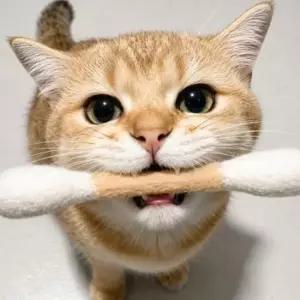 고양이 양모 면봉 장난감 15cm 캣닢 마따따비 고양이 강아지 애완견 반려묘 반려동물 용품