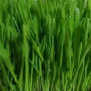 종자판매 새싹전용 새싹 보리 야채 채소 종자 씨앗 키우기 30g