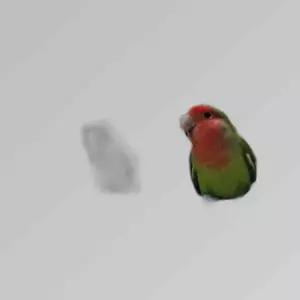 P1 앵무새 장난감 28구 그물 사다리 버드링