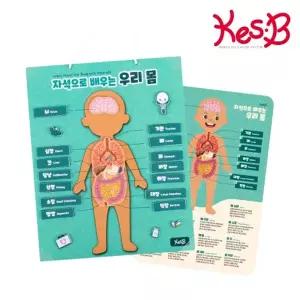 EK 캐스비튼튼 자석으로배우는 우리몸_1679_