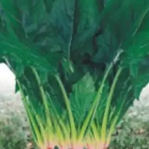 씨앗판매 월동시금치 시금치 야채 채소 식물 씨 종자 씨앗 400g