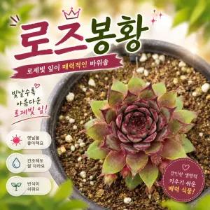 로즈봉황 바위솔 5포트세트 다육식물 반려식물 키우기 쉬운 다육이