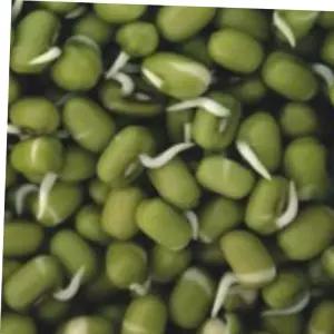 숙주 나물 녹두 곡물 콩류 종자 품종 식물 씨앗 600g