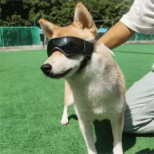 강아지 선글라스 애견 안경 반려견 강아지 고글 고양이 실리콘 통풍 보호
