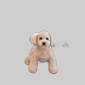 슈퍼드라이 패리스독 핑크 S.M 타월 펫 애완용품