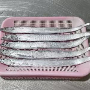 제철 국내산 생물 먹갈치 1kg