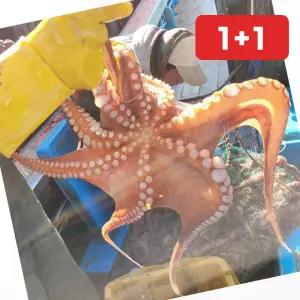 수산물 국내산 여수 통영 자연산 돌문어 1kg 1 3미 내외 (1+1)