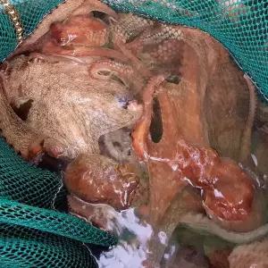 [바다담음] 통영 자연산 돌문어 1.5kg(1~7마리)