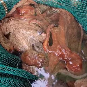 [롯데백화점]오초록 [바다담음] 통영 자연산 돌문어 1.5kg(1-7마리)