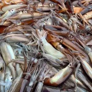 일품내장 녹진한 국내산 통찜용 통오징어 1kg(kg당 7~8미내외)
