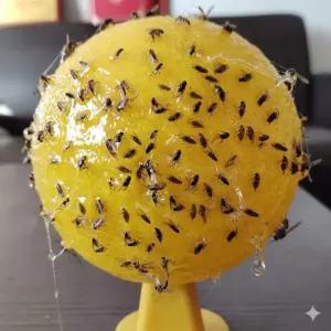 초파리 트랩 날파리 제거 강력 끈끈이 덫 모기 벼룩파리 유인 퇴치기 공모양 스탠드형