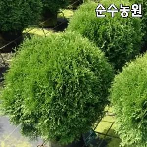 둥근측백나무 묘목, 리틀자이언트 키40-50cm 화분 1개/상록수/정원 화단 옥상조경