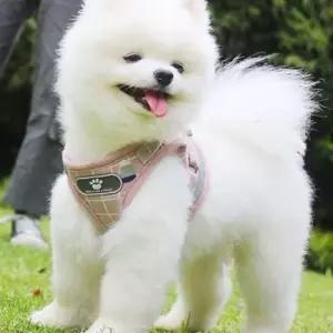 애견 포함 리드줄 XS 산책용 강아지하네스