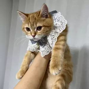 반려동물 의류 블루 레이스 케이프 강아지 스카프 S