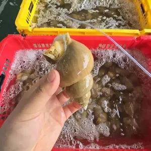 자연산 백고동 백골뱅이 1kg(20미 내외)